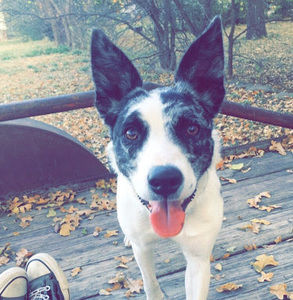 Meet your Posher, Avery